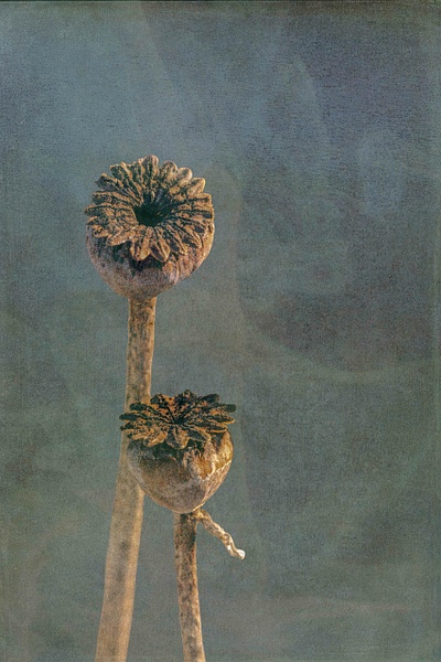 untitled-11 - Transient Beauty - Stephen Heidel Photography