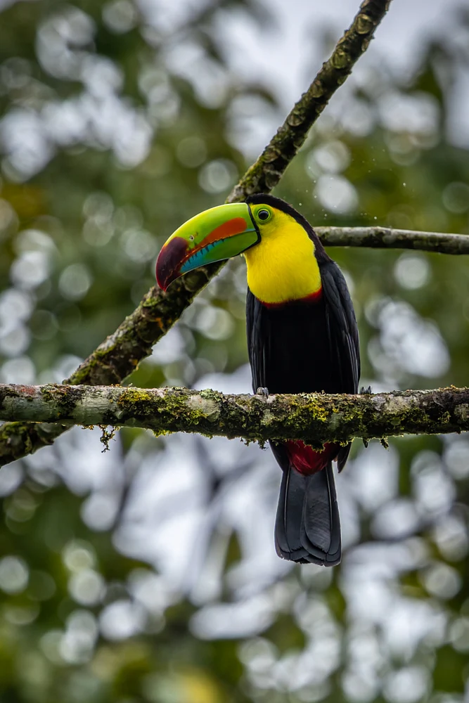 Prismatic Keel-Billed Toucan Resting Amid Cloudforest Moss