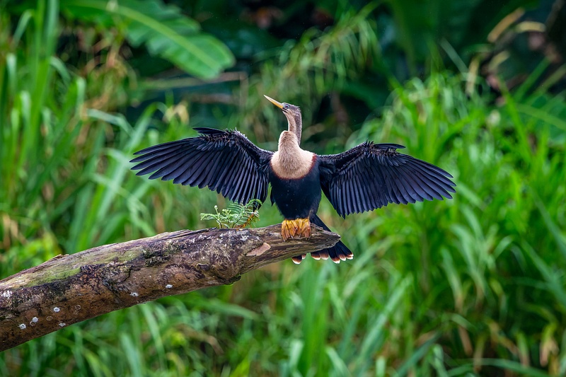 Plumed Anhinga Displays Its Wings in Costa Rican Wetland