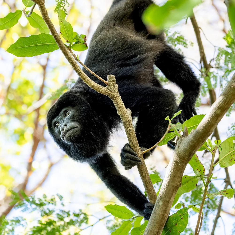 Leaping Mantled Howler Monkey Among Costa Rican Branches
