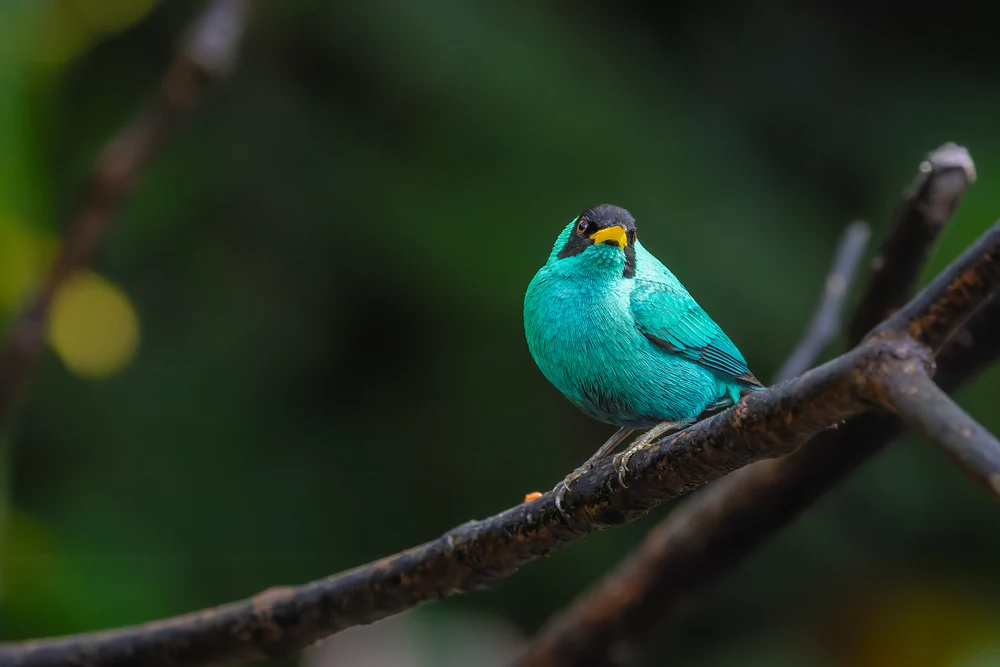 Turquoise Honeycreeper Perched in Costa Rican Rainforest