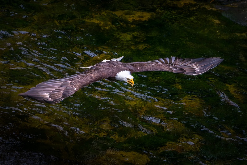 Gliding Bald Eagle Above Alaskan River Rapids