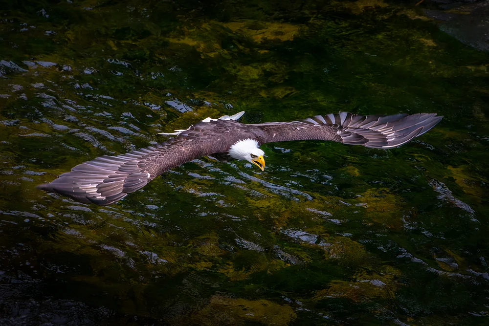 Gliding Bald Eagle Above Alaskan River Rapids