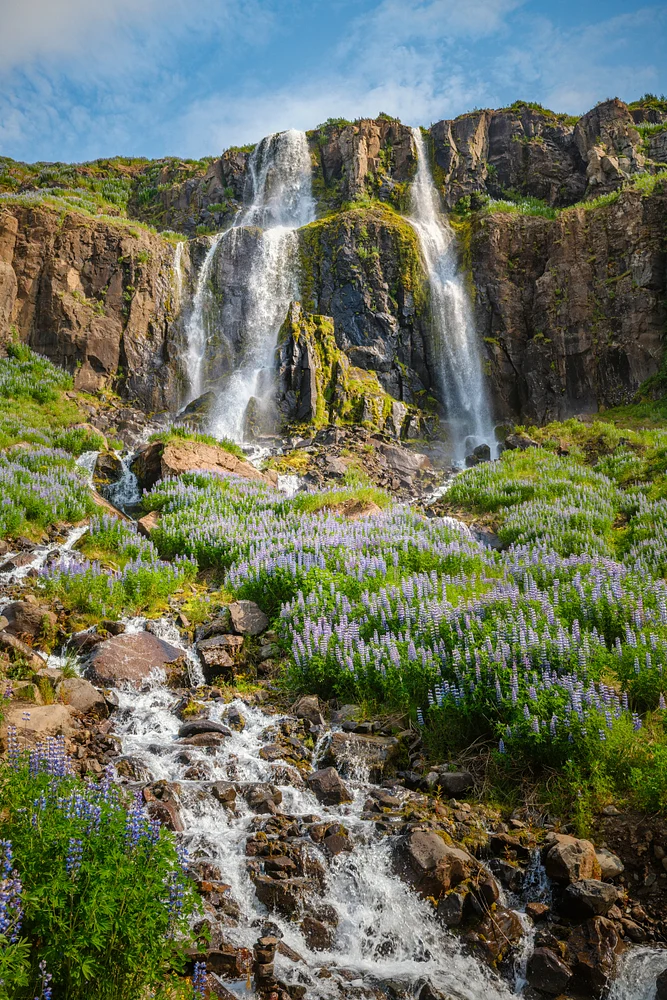 Lupin Meadow Beneath Seydisfjordur Waterfall