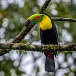 Wildlife