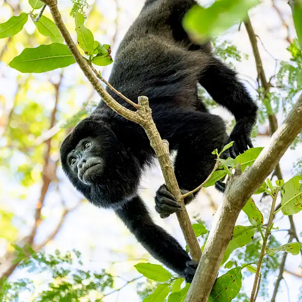 Wildlife by IanStaplesPhotography by...