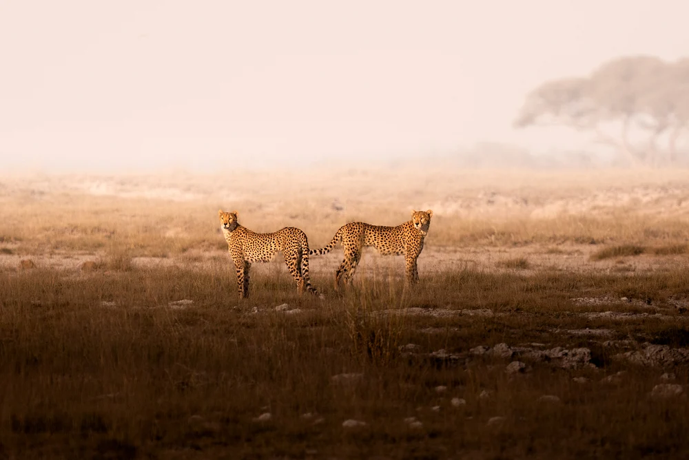 Majestic Cheetahs in Amboseli National Park at Dawn