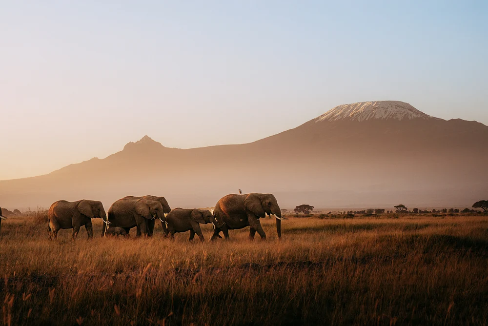 Majestic Elephants Walking in Amboseli with Kilimanjaro Backdrop