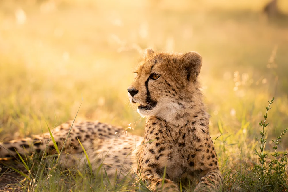 Majestic Cheetah Relaxing in Golden Grasslands