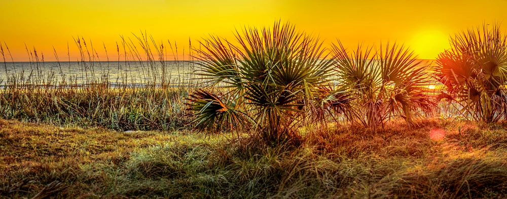 Jekyll Island Dunes at Sunrise with Vibrant Sky Jekyll Island dunes at sunrise with palm plants and golden sky.