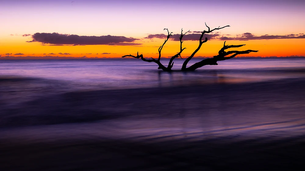 Sunrise Serenity at Driftwood Beach, Jekyll Island, Georgia