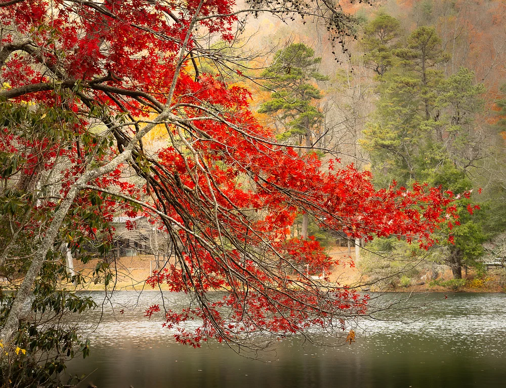 Vibrant Red Leaves Reflected in Vogel State Park Lake