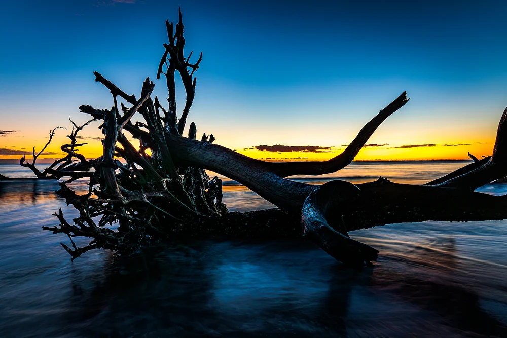 _88A1400 Sunrise at Driftwood Beach on Jekyll Island, showcasing driftwood silhouettes against a vibrant sky.