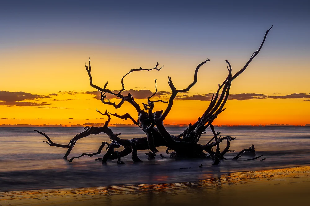 Breathtaking Sunrise at Driftwood Beach, Jekyll Island Silhouette of a driftwood tree at sunrise on Jekyll Island, Georgia.