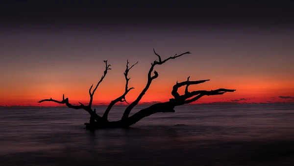 Silhouette of driftwood against a vibrant sunrise at Jekyll Island.