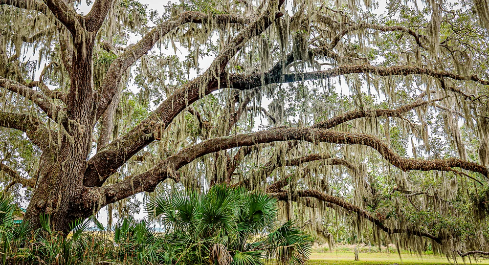 Cannon Point Live Oak.jpg