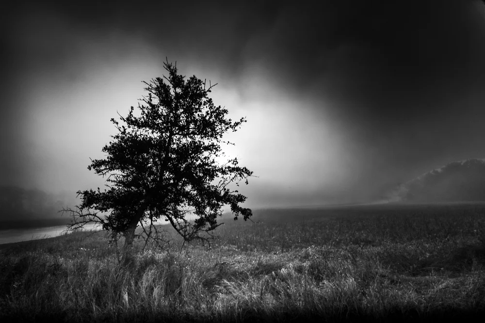 Lone Tree in a Foggy Black and White Landscape