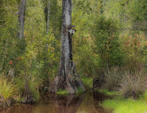 Cypress Tree with Hunting Stand in Lush Georgia Wetlands - Rivers and Wetlands - Thomas Tanner