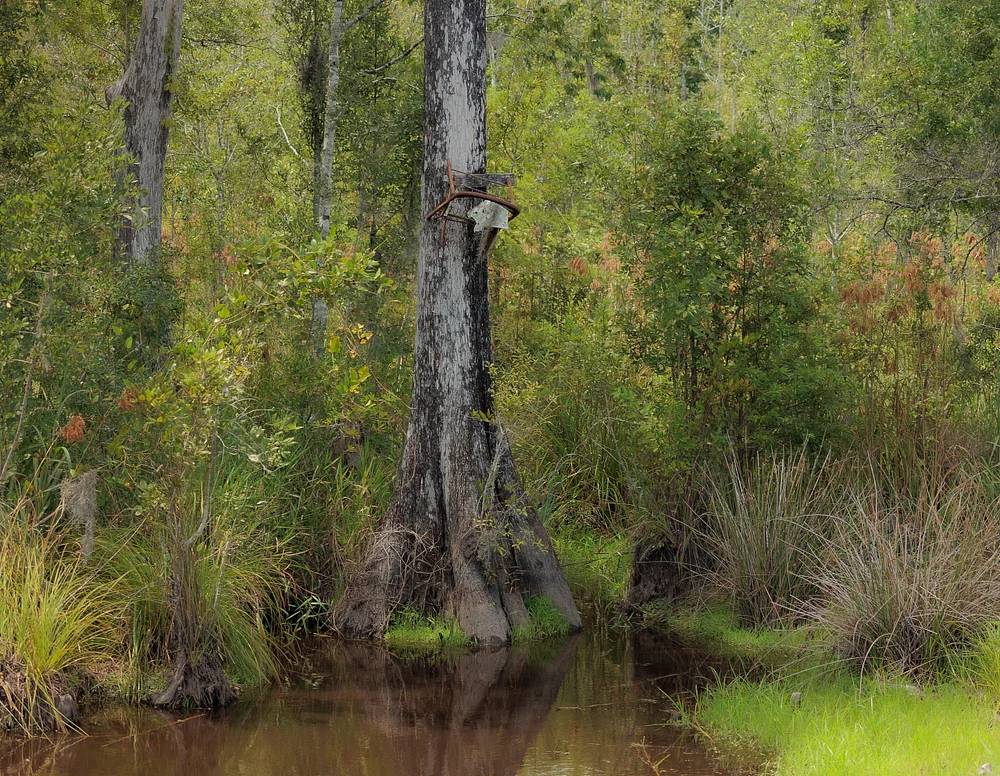 Cypress Tree with Hunting Stand in Lush Georgia Wetlands