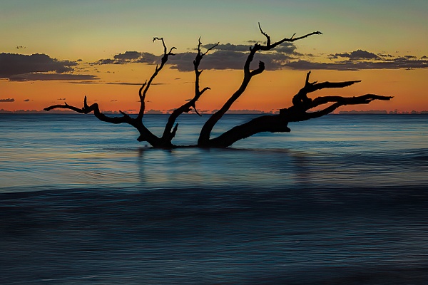 Jekyll Island Driftwood at Sunrise - Coastal South - Thomas Tanner
