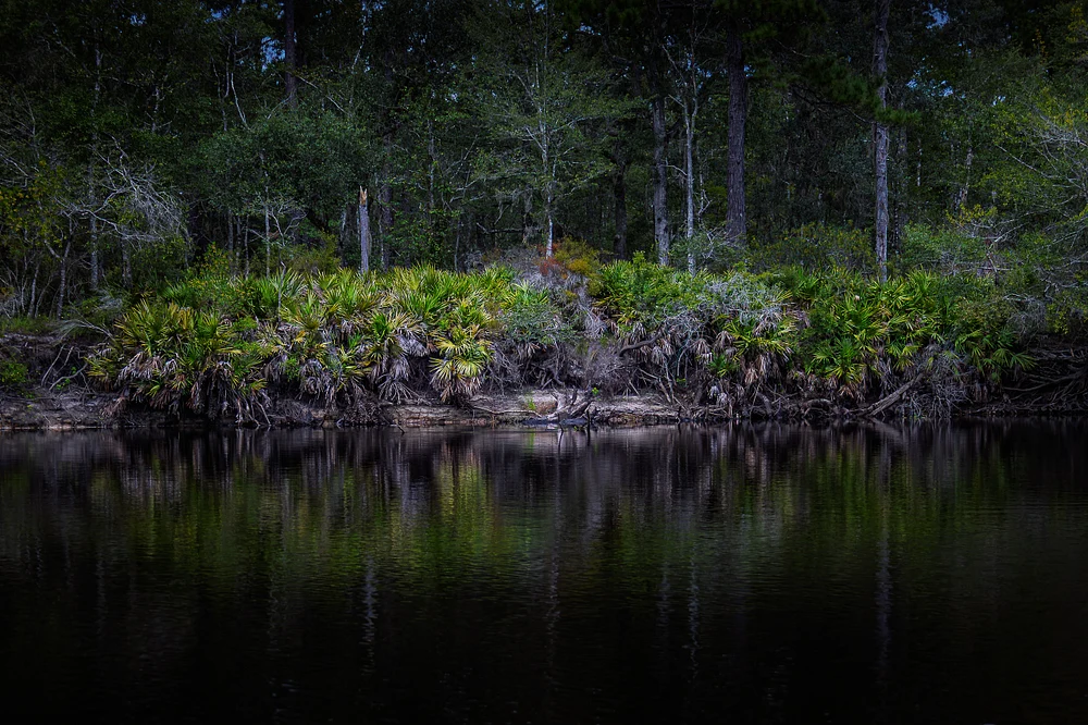 Palmetto-Lined Forest Shore Reflected on Calm Water