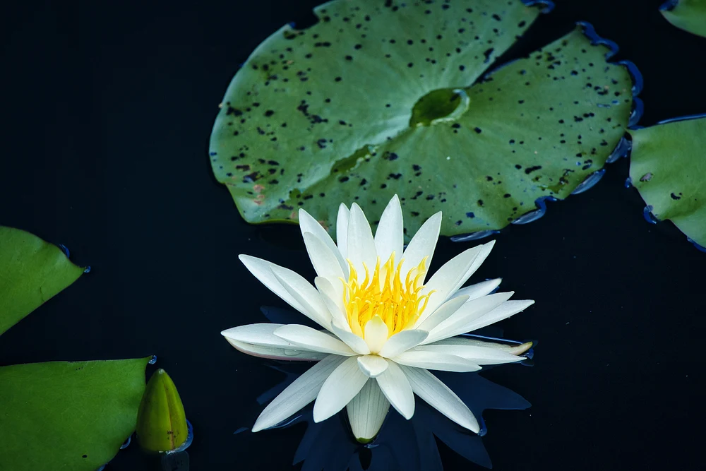 Lily 2