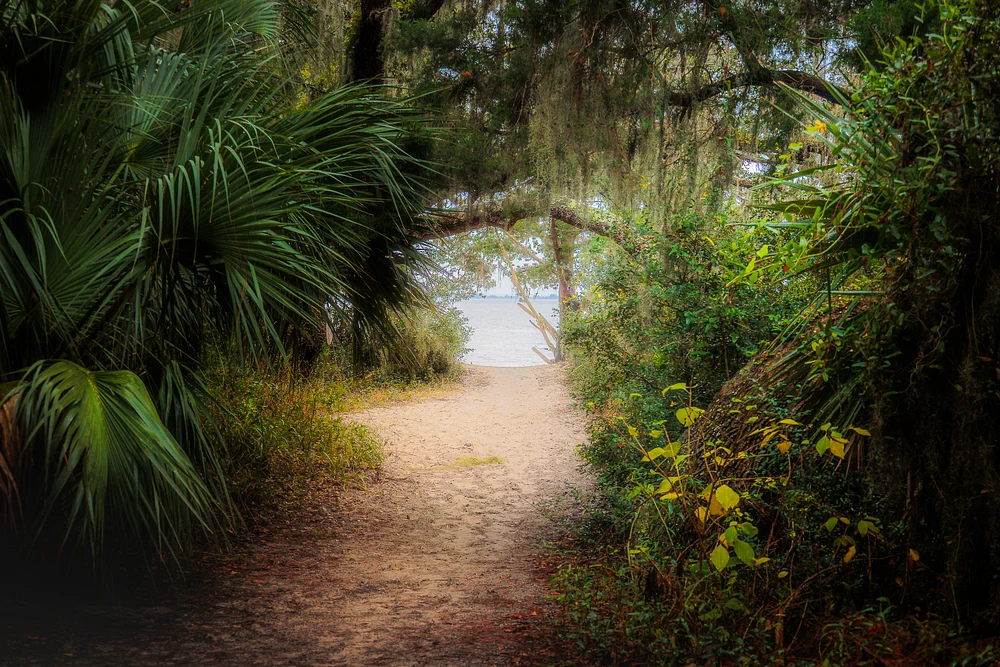 Sandy Woodland Trail Leading to a Quiet Shore