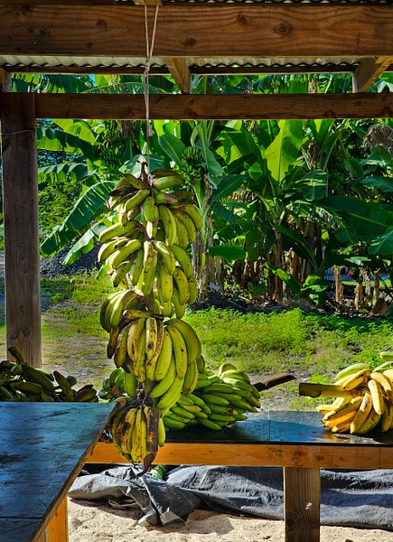 bananas 2 - American Samoa - ChristineGarbe