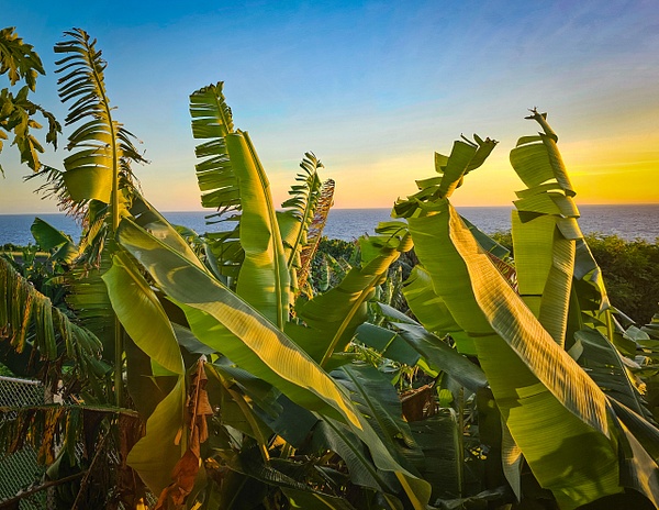 big green plants at sunrise - American Samoa - ChristineGarbe