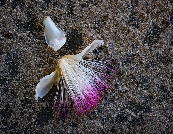 wilted flower on beach - American Samoa - ChristineGarbe