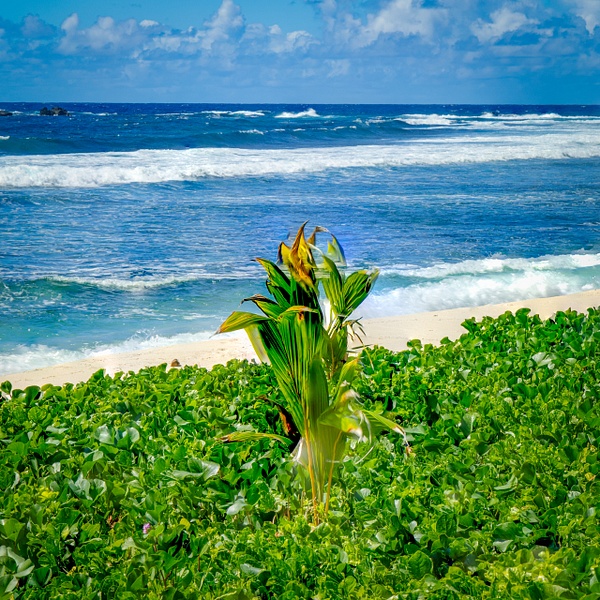 samoa beach with plant - American Samoa - ChristineGarbe