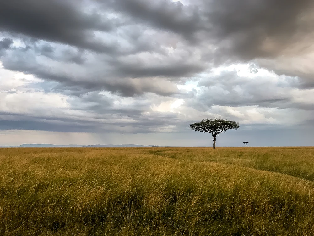 Solitary Acacia Tree on Serengeti Plain