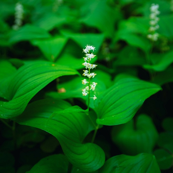 _R5_2470.jpg - Macro and Small Scenes - bradleybarnesphoto