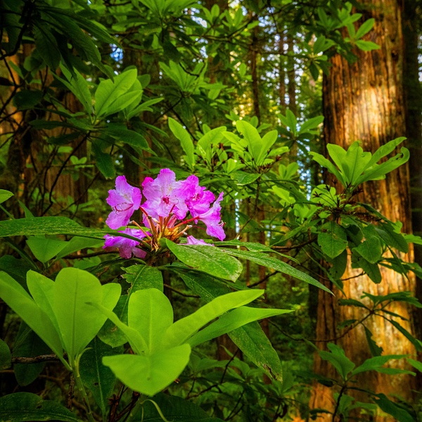 _R5_2376.jpg - Macro and Small Scenes - bradleybarnesphoto