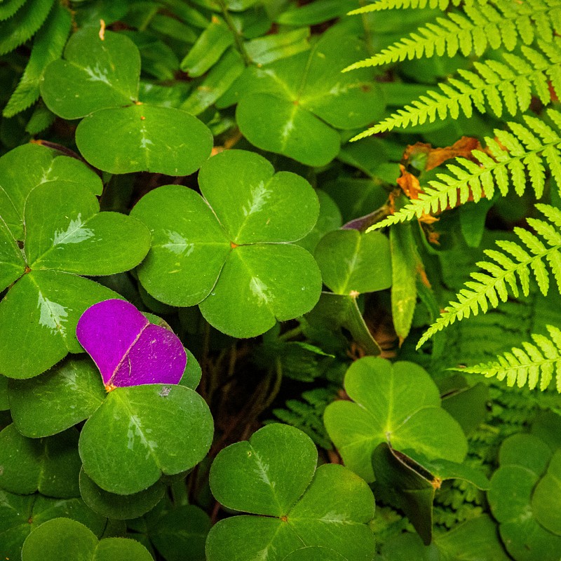 Macro and Small Scenes