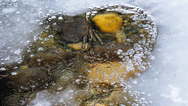 Underwater view of colorful stones surrounded by bubbles beneath ice.