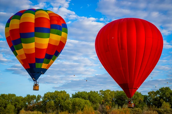 Colorful hot air balloons rising during the Albuquerque Balloon Fiesta against a blue sky and green trees.