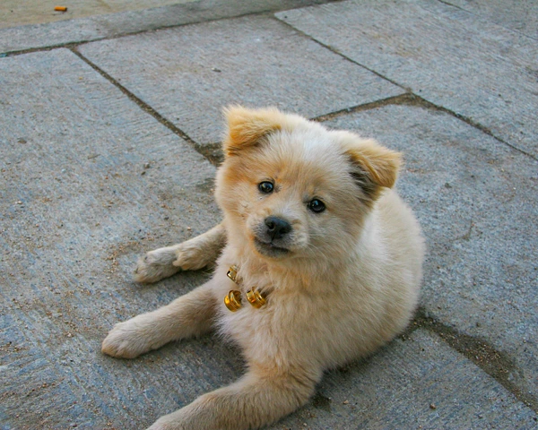 Fluffy puppy with bells relaxing on a stone surface, showcasing its playful nature.