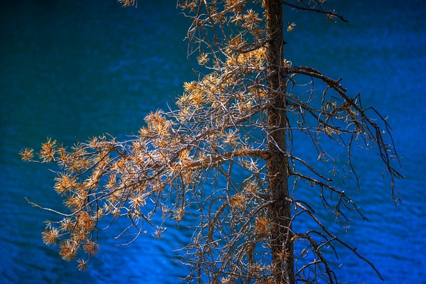_5II1722.jpg - Canadian Rockies - bradleybarnesphoto