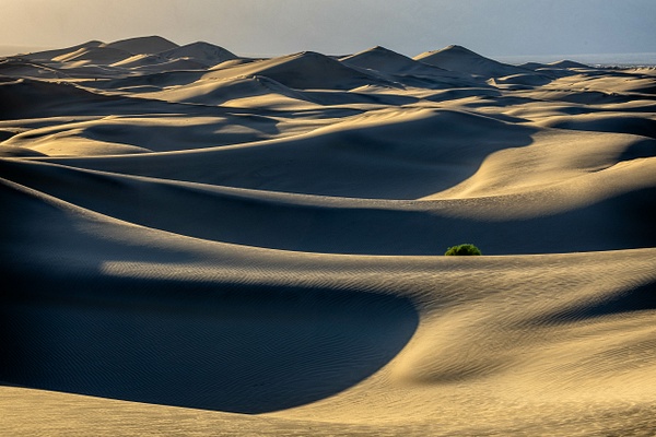 Mesquite Dunes - Deserts - bradleybarnesphoto