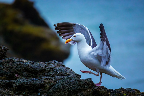 $$$/CRaw/Filter/Title/Denoise=Denoise - Birds - bradleybarnesphoto