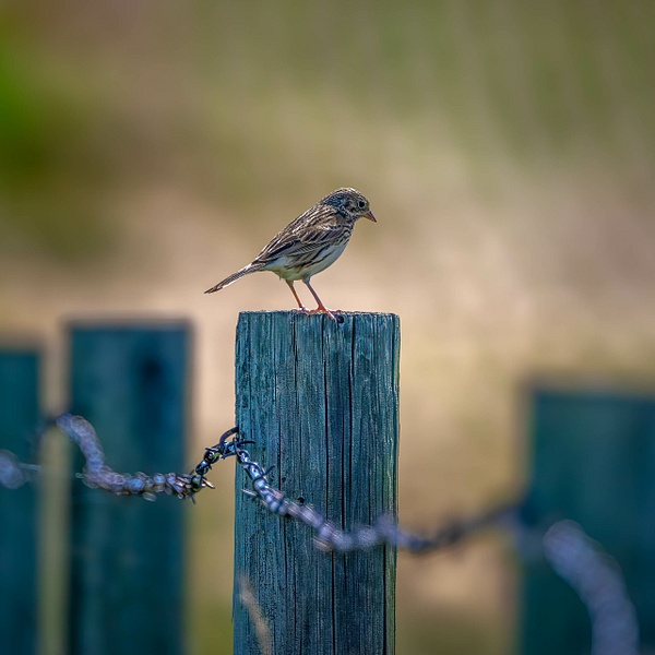_5II7806-Edit.jpg - Birds - bradleybarnesphoto