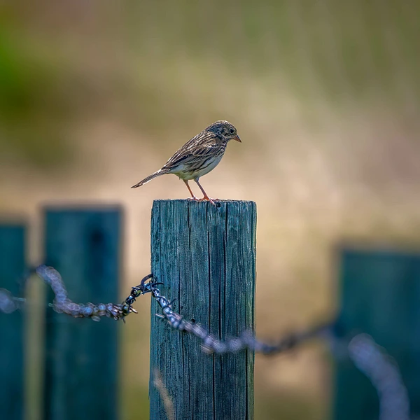 A sparrow perched on a weathered fence post with a blurred background.