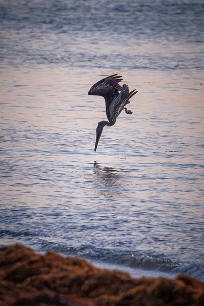 $$$/CRaw/Filter/Title/Denoise=Denoise - Birds - bradleybarnesphoto