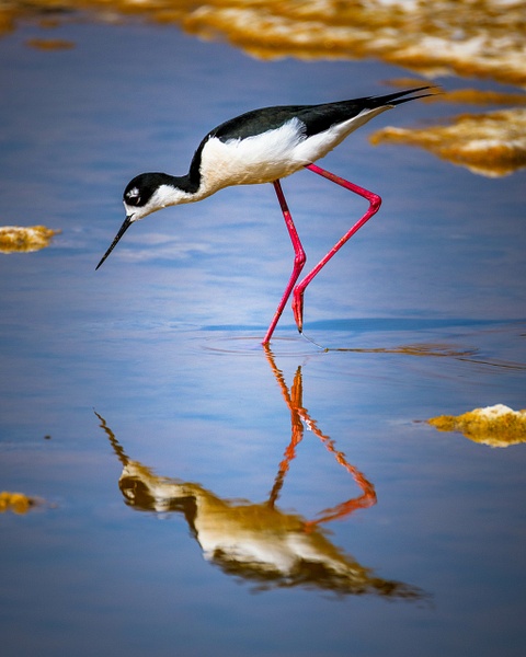 _5II1753.jpg - Birds - bradleybarnesphoto