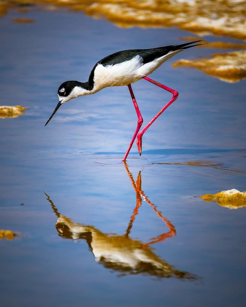 A black-necked stilt wading in shallow water, with its reflection visible on the surface.