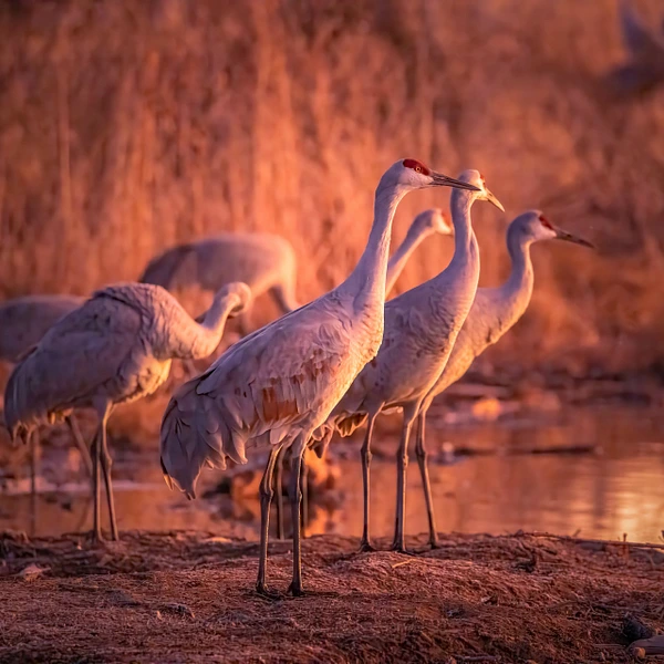 A group of sandhill cranes standing by the water during a vibrant sunset.