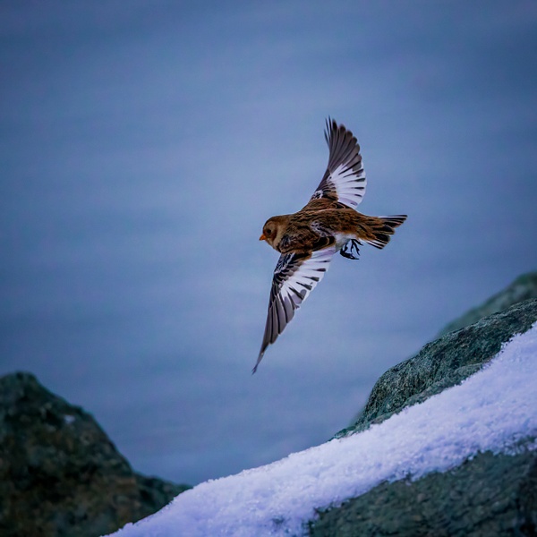 _R5_8690-Edit.jpg - Birds - bradleybarnesphoto