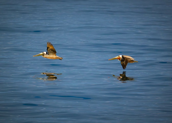 $$$/CRaw/Filter/Title/Denoise=Denoise - Birds - bradleybarnesphoto