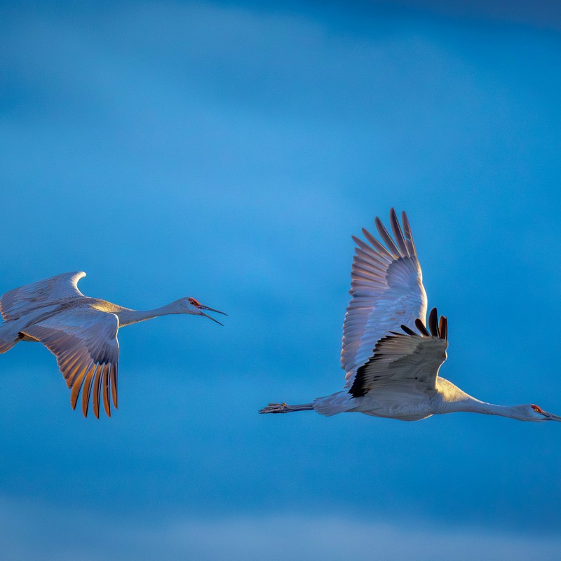 Birds